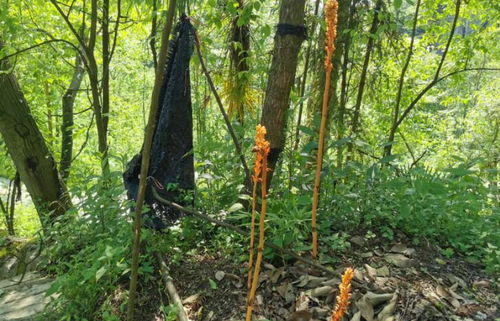 貴州天麻哪里產的最好,貴州的天麻主要產在哪里