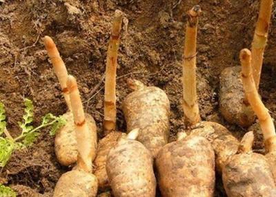 天麻的功效與作用