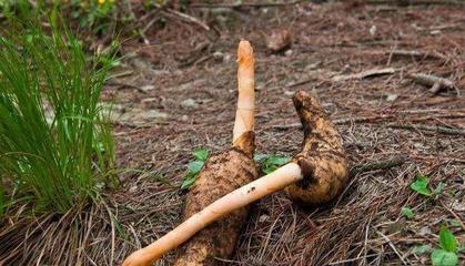 4月發文:以前野生的無人采摘,如今供不應求,價格達到了60元一斤