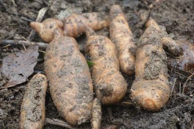 天麻生存狀態(tài)