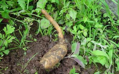 這種野生植物,對&ldquo;頭痛癥&rdquo;有療效,且價值極為珍貴,見到請珍惜