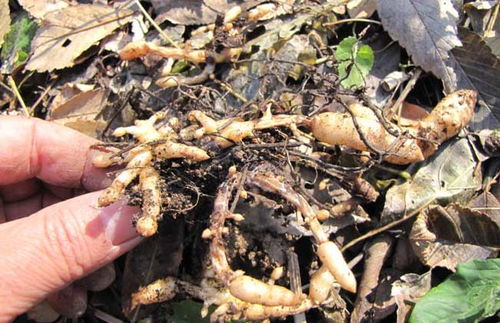 天麻塊莖腐爛病爛窩怎么防控防治