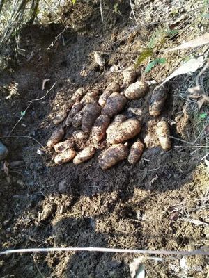 天麻的功效和作用,