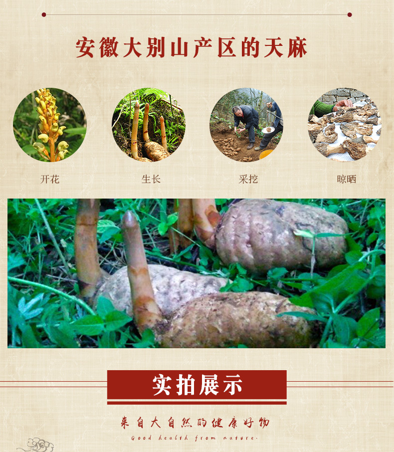 天麻的種類與產(chǎn)地探析 大別山至云南昭通小草壩的多樣特色